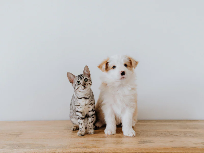 猫と犬