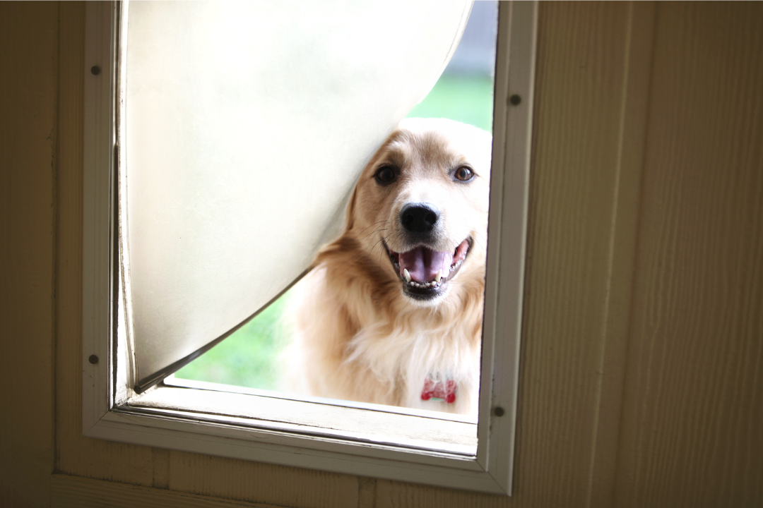 ペット用ドアと犬
