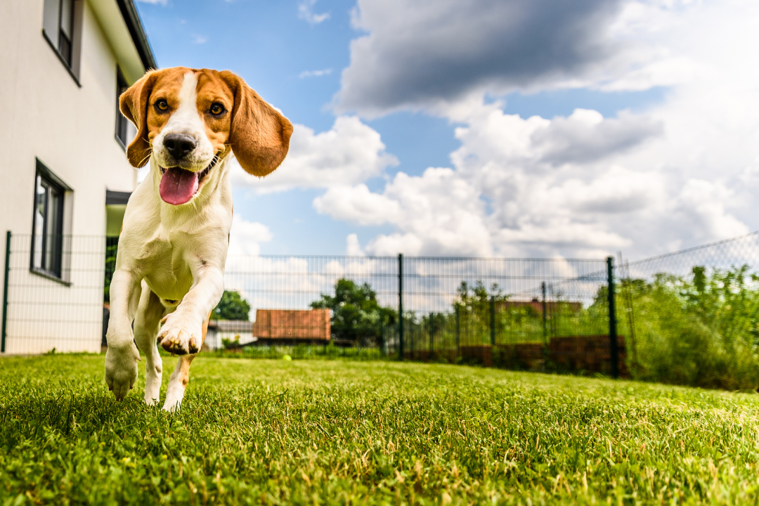 ドッグランで走る犬